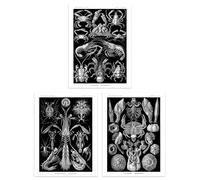 Artery8 Wall Art Print Set of 3 Ernst Haeckel Black White Vintage s Ocean Sea Marine Shrimp Crab Lobster Claw Living Room Poster s Pack | Size: A4 Artery8 Black A4