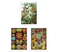 Artery8 Wall Art Print Set of 3 Hummingbirds & Sea Anemones Haeckel Colourful Vintage s Living Room Poster s Pack in Green | Size: A4 Artery8 Green A4