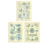 Artery8 Wall Art Print Set of 3 Jellyfish Blue on Yellow Haeckel Vintage s Detailed Marine Study Living Room Poster s Pack in Beige | Size: A4 Artery8 Beige A4