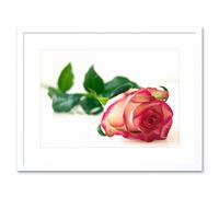 Artery8 Wall Art Print Single Pink Rose Romantic Flower Framed in White | Size: W7" x H9" Artery8 White W7" x H9"