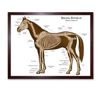 Artery8 Wall Art Print Skeletal System of Equine Veterinary Anatomy Chart Horse Animal Bones Art Framed in Brown | Size: W12" x H16" Artery8 Brown W12" x H16"