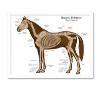 Artery8 Wall Art Print Skeletal System of Equine Veterinary Anatomy Chart Horse Animal Bones Art Framed in White | Size: W12" x H16" Artery8 White W12" x H16"