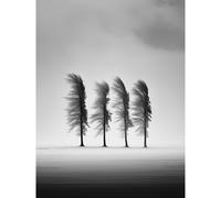 Artery8 Wall Art Print Still Holding Strong Black & White Winter Landscape Photograph Wind Blowing on a Row of Cypress Hills Poster Artery8 Grey W12" x H16"