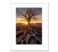 Artery8 Wall Art Print Sunset on Ancient Tree Atmospheric Photograph Large Roots Autumn Artwork Framed 9X7 Inch in White | Size: W7" x H9" Artery8 White W7" x H9"