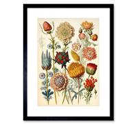 Artery8 Wall Art Print Vintage Botanical Ernst Haeckel Inspired Plant Study Modern Watercolour Painting Artwork Framed 9X7 Inch | Size: W7" x H9" Artery8 Black W7" x H9"