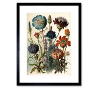 Artery8 Vintage Botanical Illustration Ernst Haeckel Inspired Plant Study Modern Watercolour Painting Artwork Framed Wall Art Print 9X7 Inch