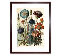 Artery8 Wall Art Print Vintage Botanical Ernst Haeckel Inspired Plant Study Modern Watercolour Painting Artwork Framed 9X7 Inch | Size: W7" x H9" Artery8 Brown W7" x H9"