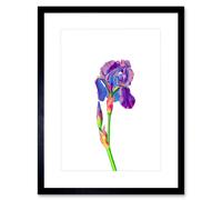 Artery8 Wall Art Print Vintage Bright Botanicals Iris Framed 9X7 Inch
