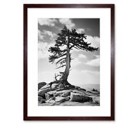Artery8 Wall Art Print Weathered Jeffrey Pine Standing on a Rocky Hill Black & White Photograph Lone Tree Artwork Framed 9X7 Inch | Size: W7" x H9" Artery8 Brown W7" x H9"
