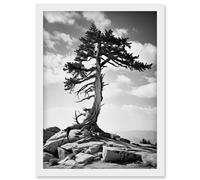 Wall Art Print Weathered Jeffrey Pine Standing on a Rocky Hill Black and White Photograph Lone Tree Artwork Framed A4 Artery8 White A4