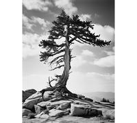Artery8 Unframed Wall Art Weathered Jeffrey Pine Standing On A Rocky Hill Black And White Photograph Lone Tree - 12X16 Inch