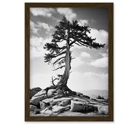 Wall Art Print Weathered Jeffrey Pine Standing on a Rocky Hill Black and White Photograph Lone Tree Artwork Framed A4 Artery8 Brown A4