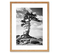 Artery8 Wall Art Print Weathered Jeffrey Pine Standing on a Rocky Hill Black & White Photograph Lone Tree Artwork Framed 9X7 Inch | Size: W7" x H9" Artery8 Beige W7" x H9"