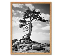 Artery8 Wall Art Print Weathered Jeffrey Pine Standing on a Rocky Hill Black & White Photograph Lone Tree Art Framed in Light Oak | Size: W12" x H16" Artery8 Light Oak W12" x H16"