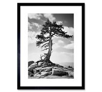 Artery8 Wall Art Print Weathered Jeffrey Pine Standing on a Rocky Hill Black & White Photograph Lone Tree Artwork Framed 9X7 Inch | Size: W7" x H9" Artery8 Black W7" x H9"
