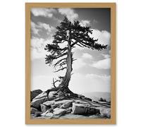 Wall Art Print Weathered Jeffrey Pine Standing on a Rocky Hill Black and White Photograph Lone Tree Artwork Framed A4 Artery8 Light Oak A4