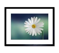 Artery8 Wall Art Print White Flower Petals Daisy Framed in Black | Size: W7" x H9" Artery8 Black W7" x H9"