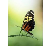 Artery8 Warby Numata Longwing Butterfly Nature Photo Premium Wall Art Canvas Print 18X24 Inch