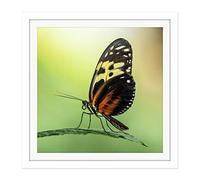 Artery8 Warby Numata Longwing Butterfly Nature Photo Square Wooden Framed Wall Art Print Picture 16X16 Inch