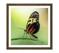Artery8 Warby Numata Longwing Butterfly Nature Photo Square Wooden Framed Wall Art Print Picture 16X16 Inch
