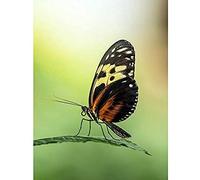Artery8 Warby Numata Longwing Butterfly Nature Photo Unframed Wall Art Print Poster Home Decor Premium