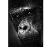 Artery8 Warby Western Lowland Gorilla Face Close Up Photo Art Print Canvas Premium Wall Decor Poster Mural