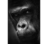 Artery8 Warby Western Lowland Gorilla Face Close Up Photo Large Wall Art Poster Print Thick Paper 18X24 Inch