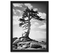 Wall Art Print Weathered Jeffrey Pine Standing on a Rocky Hill Black and White Photograph Lone Tree Artwork Framed A4 Artery8 Black A4