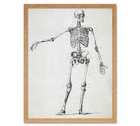 Artery8 Weissenbruch Human Frame Skeleton Bones Drawing Art Print Framed Poster Wall Decor 12x16 inch