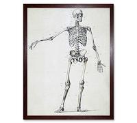 Artery8 Weissenbruch Human Frame Skeleton Bones Drawing Art Print Framed Poster Wall Decor 12x16 inch