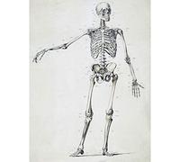 Artery8 Weissenbruch Human Frame Skeleton Bones Drawing Premium Wall Art Canvas Print 18X24 Inch