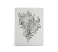 Artery8 Whelk Sea Snail Shell Drawing Haeckel Botanical Canvas Wall Art in White | Size: W24" x H32" Artery8 White W24" x H32"