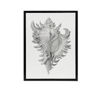 Artery8 Whelk Sea Snail Shell Drawing Haeckel Botanical Framed Canvas Wall Art in White | Size: W24" x H32" Artery8 White W24" x H32"