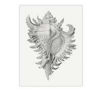 Artery8 Whelk Sea Snail Shell Drawing Haeckel Botanical Wall Art Poster Print 12X16"