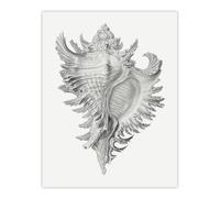 Artery8 Whelk Sea Snail Shell Drawing Haeckel Botanical Wall Art Print Poster in White | Size: W18" x H24" Artery8 White W18" x H24"