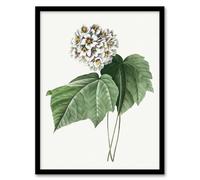Artery8 White Dombeya Amelia Flowers Framed Wall Art Print A4 Artwork By Redoute : White Petal Arrangement Brightening Modern Living Room With Light Airy Tone