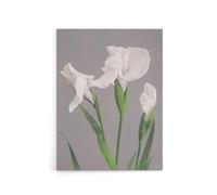Artery8 White Irises Blooming Flowers Canvas Wall Art Print Retro Japan : Artwork by Kazumasa 24x32 Soft botanical bloom Picture full of purity, ideal for bathrooms or bright living rooms