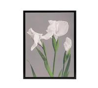 Artery8 White Irises Blooming Flowers Framed Canvas Wall Art Print Retro Japan : Artwork by Kazumasa 24x32 Soft botanical bloom Picture full of purity, ideal for bathrooms or bright living rooms