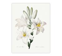 Artery8 White Lily Botanical Large Wall Art Poster Print 18X24 Inch Artwork By Redoute : Pure White Bloom Study Bringing Serenity And Elegance To Bedroom Or Hallway