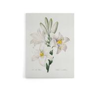 Artery8 White Lily Botanical Redoute Vintage Canvas Wall Art | Size: W18" x H24" Artery8 White W18" x H24"