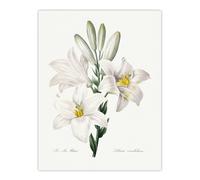 Artery8 White Lily Botanical Redoute Vintage Wall Art Print Poster | Size: W24" x H32" Artery8 White W24" x H32"