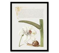 Artery8 White Lily Snail and Sweet Flag By Book of Calligraphy Framed Wall Art Print 12X16 : Decorative botanical composition radiating tropical warmth suited to gallery wall or living room