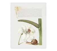 Artery8 White Lily Snail and Sweet Flag By Book of Calligraphy XL Wall Art Print 24X32 : Decorative botanical composition radiating tropical warmth suited to gallery wall or living room
