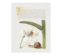 Artery8 White Lily Snail And Sweet Flag Calligraphy Wall Art Poster Print 12X16"