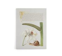 Artery8 White Lily Snail & Sweet Flag Calligraphy Canvas Wall Art Print | Size: W12" x H16" Artery8 White W12" x H16"
