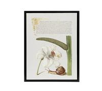 Artery8 White Lily Snail & Sweet Flag Calligraphy Framed Canvas Wall Art | Size: W18" x H24" Artery8 White W18" x H24"