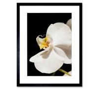 Artery8 White Orchid Flower Bloom Home Decor 12X16" Framed Wall Art Print