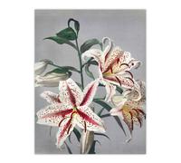Artery8 White Pink Spotted Lily Flowers Vintage Wall Art Print Kazumasa | Size: W18" x H24" Artery8 Pink W18" x H24"