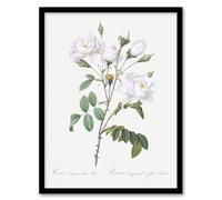 Artery8 White Rose Floral Illustration Framed Wall Art Print A4 Artwork By Redoute : Delicate Petal Artwork Offering Grace And Purity To Bright Serene Interiors
