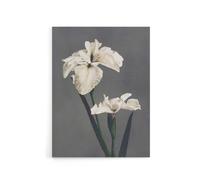 Artery8 White Water Iris Flowers Canvas Wall Art Print Ogawa Kazumasa in Grey | Size: W18" x H24" Artery8 Grey W18" x H24"